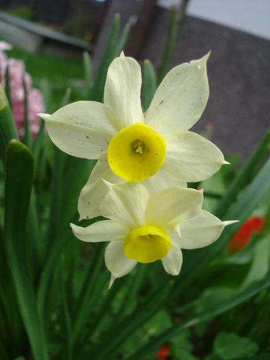 Narcissus Minnow (2011, April 19)