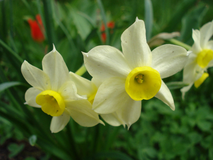 Narcissus Minnow (2011, April 19)