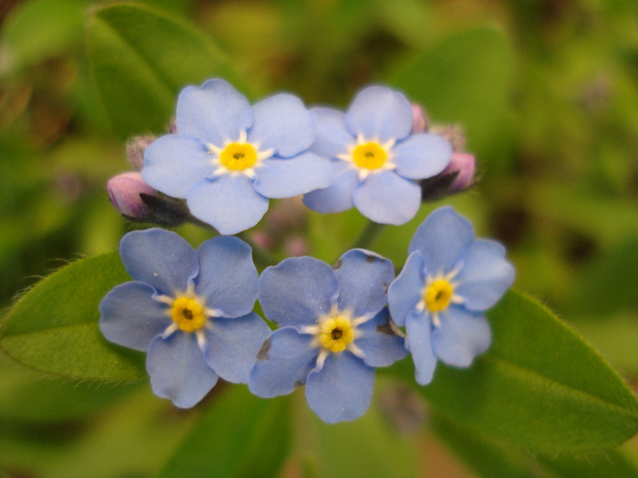 Myosotis alpestris (2011, April 17)