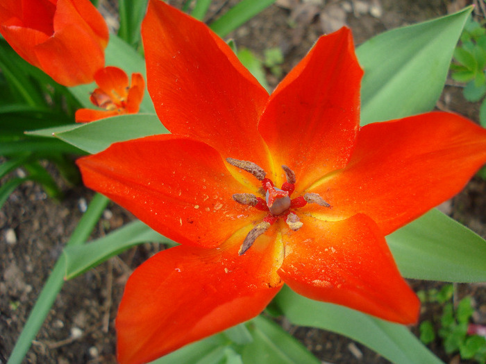 Tulipa Praestans Fusilier (2011, April 19)
