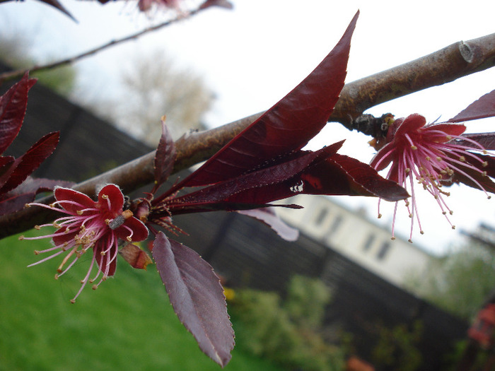 Prunus persica Davidii (2011, April 19)