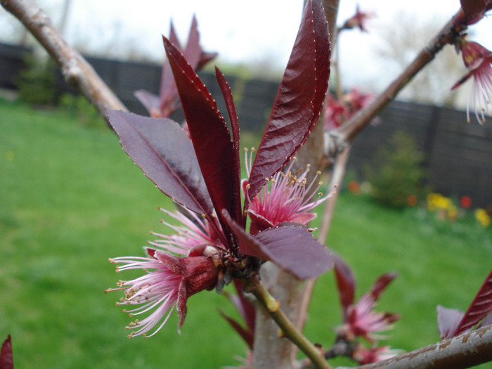 Prunus persica Davidii (2011, April 19) - Prunus persica Davidii