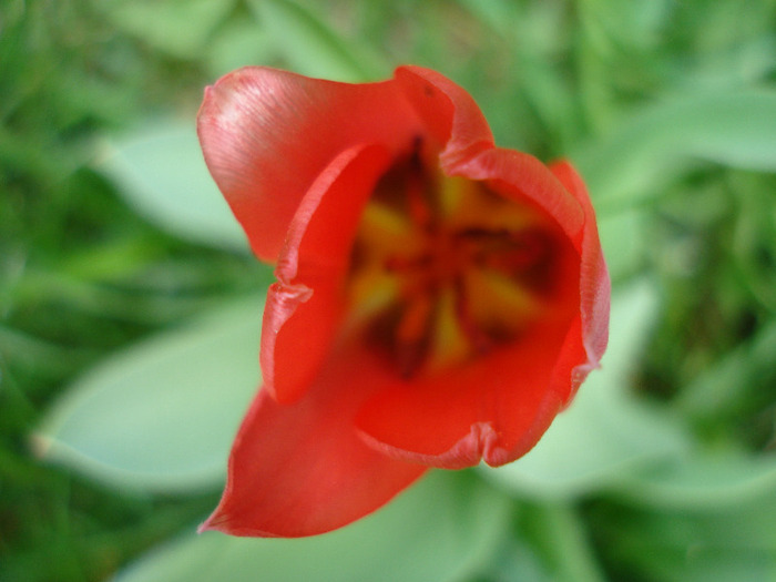 Tulipa Toronto (2011, April 19) - Tulipa Toronto