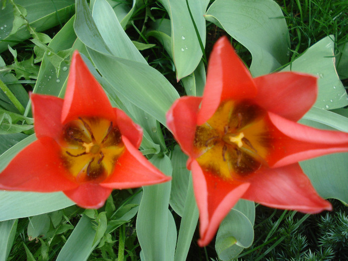 Tulipa Toronto (2011, April 19)