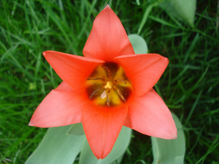 Tulipa Toronto (2011, April 19)