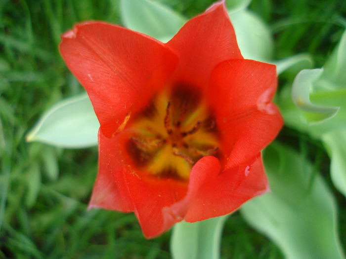 Tulipa Toronto (2011, April 19)