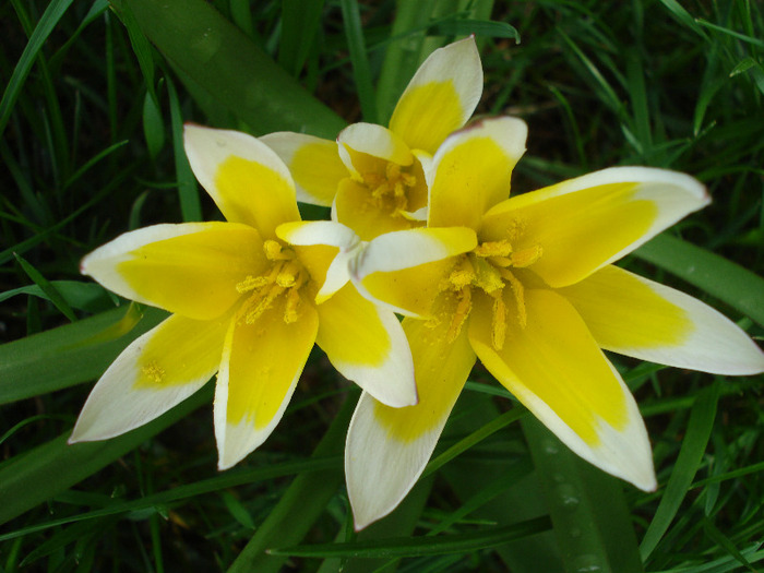 Tulipa Tarda (2011, April 19)