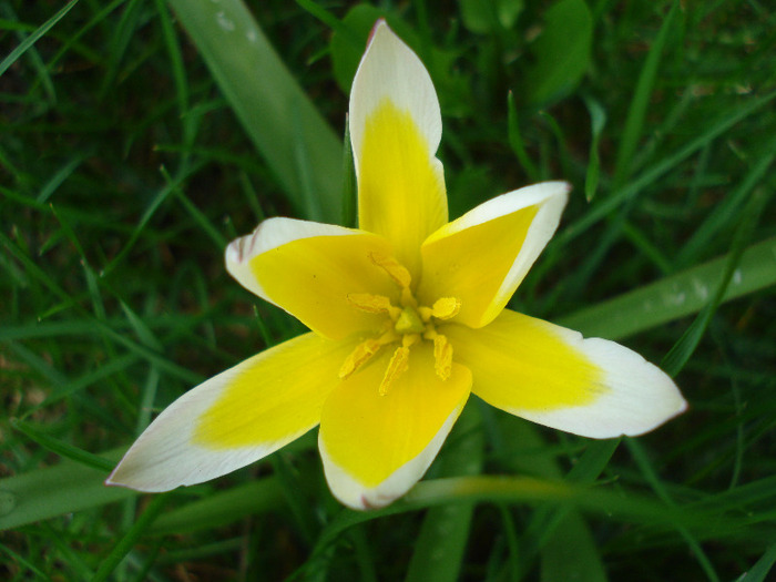 Tulipa Tarda (2011, April 19)