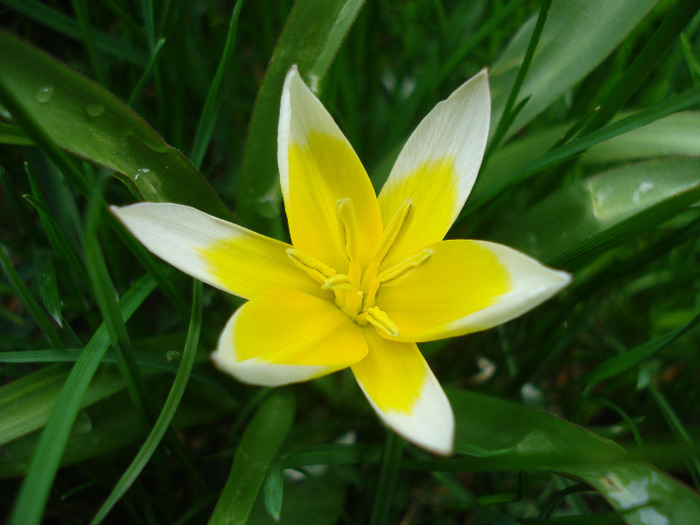 Tulipa Tarda (2011, April 19)