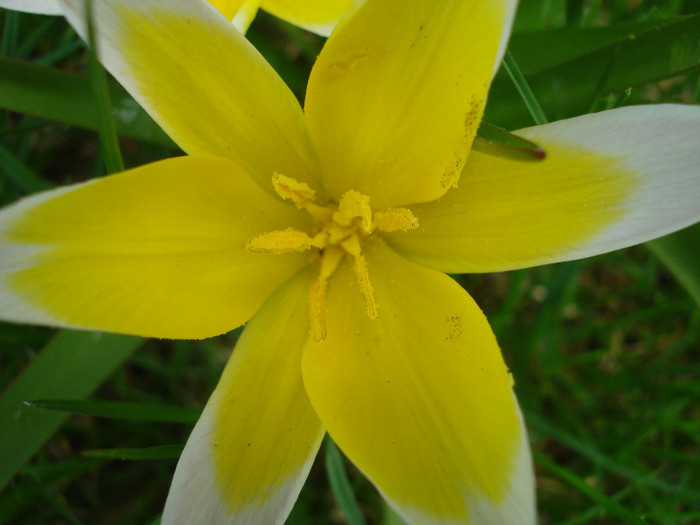 Tulipa Tarda (2011, April 19)