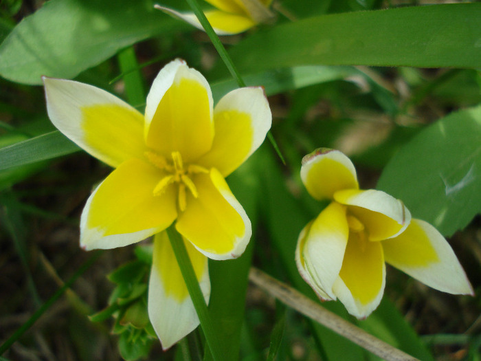 Tulipa Tarda (2011, April 19)