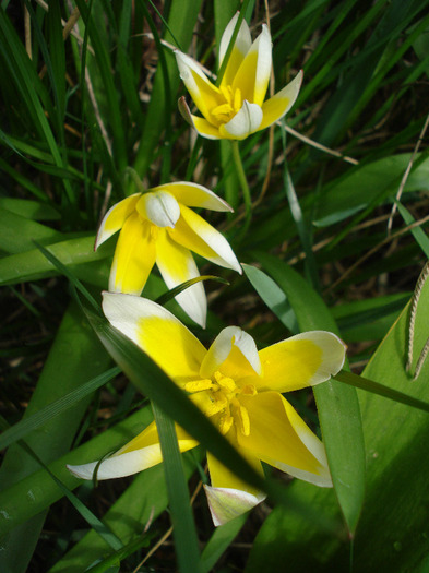 Tulipa Tarda (2011, April 19)