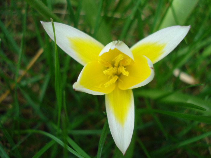 Tulipa Tarda (2011, April 19)