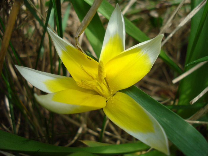 Tulipa Tarda (2011, April 19)