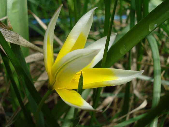 Tulipa Tarda (2011, April 19)