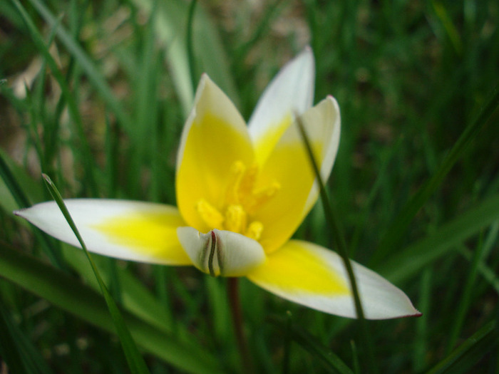 Tulipa Tarda (2011, April 19)
