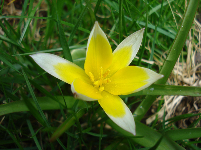 Tulipa Tarda (2011, April 19)