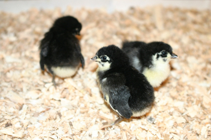 2011 - Australorp