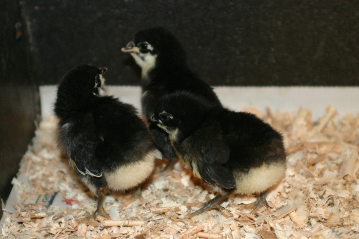 2011 - Australorp