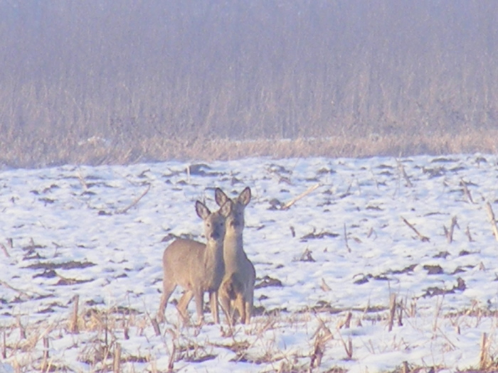 2011_0328PianuarieP0008