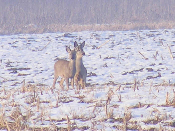 2011_0328PianuarieP0009