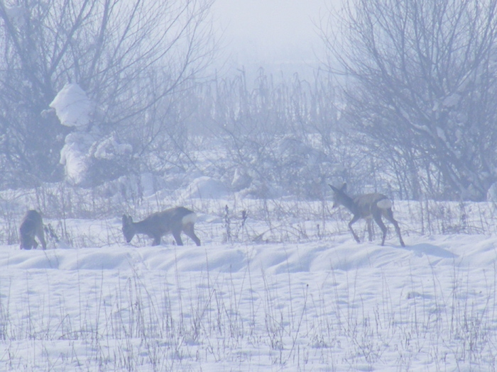 2011_0328PianuarieP0001