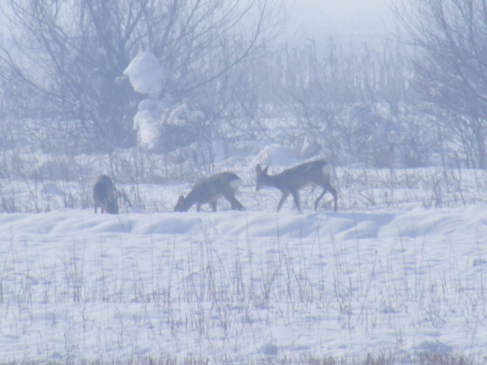 2011_0328PianuarieP0002