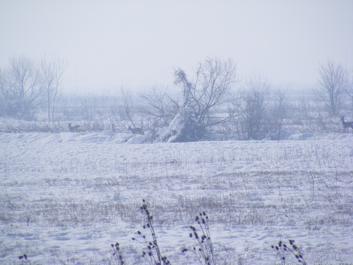 2011_0328PianuarieP0003