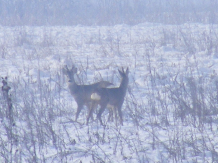 2011_0328PianuarieP0004