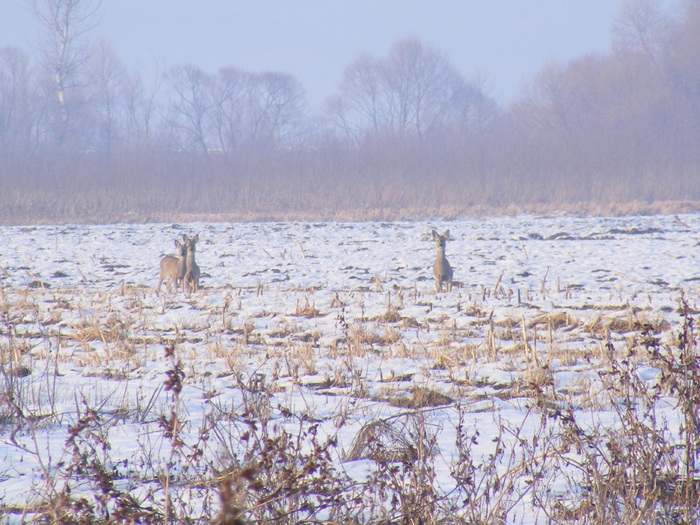 2011_0328PianuarieP0007