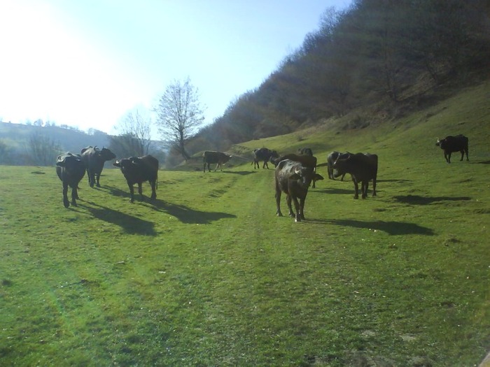 DSC01951 - cetatea veche Huedin