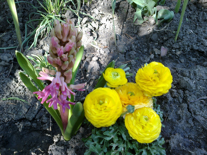 piciorul cocosului galben - ranunculus - piciorul cocosului