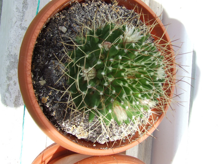 DSCF7007 - cactusi 2011