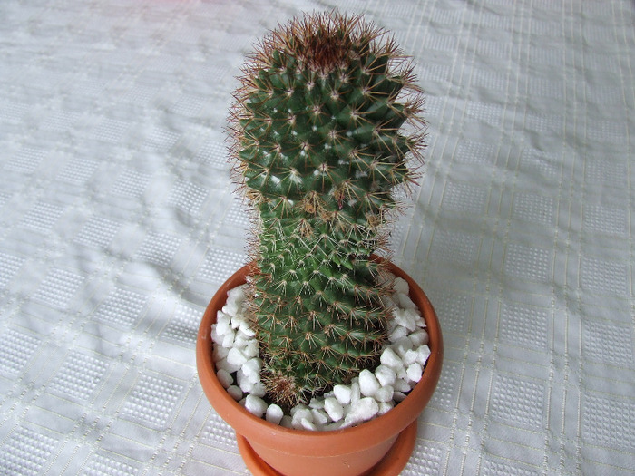 cactusi 2011 008 - cactusi 2011