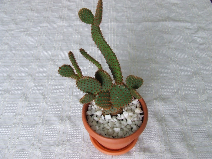 cactusi 2011 014 - cactusi 2011