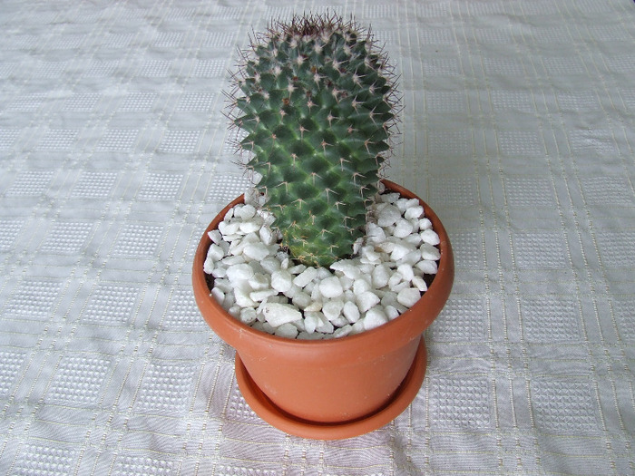 cactusi 2011 018 - cactusi 2011