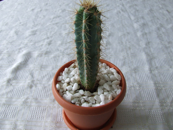 cactusi 2011 019 - cactusi 2011