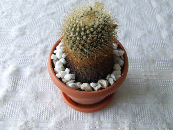 cactusi 2011 024