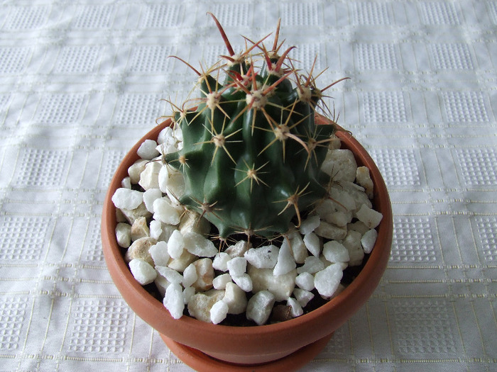 cactusi 2011 028