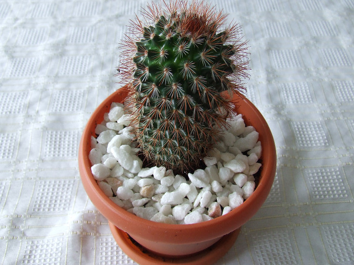 cactusi 2011 039 - cactusi 2011
