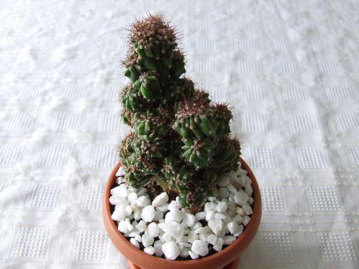 cactusi 2011 045