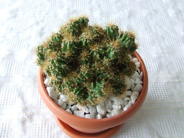 cactusi 2011 052
