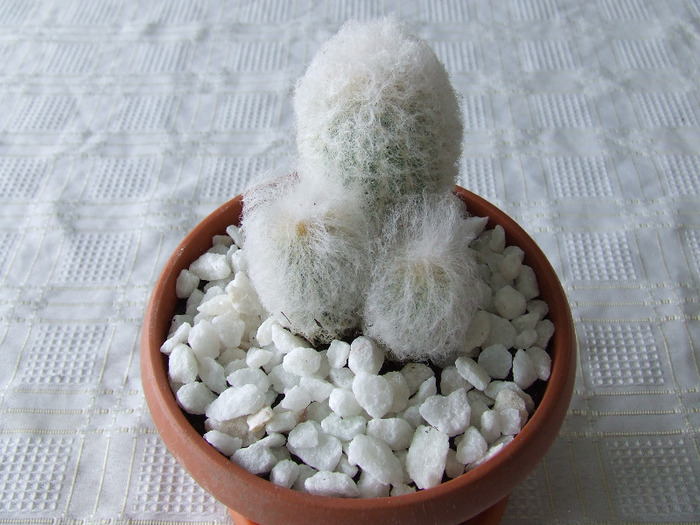 cactusi 2011 058