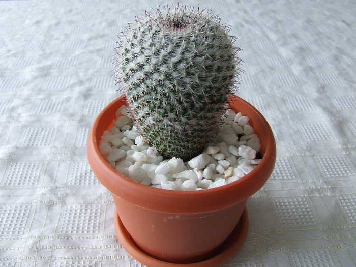 cactusi 2011 072 - cactusi 2011