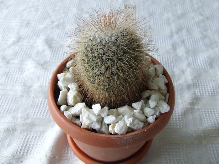 cactusi 2011 078