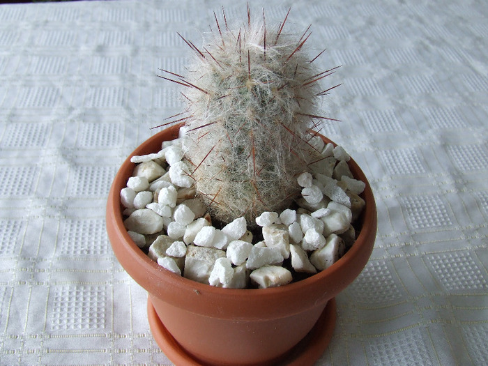 cactusi 2011 086 - cactusi 2011