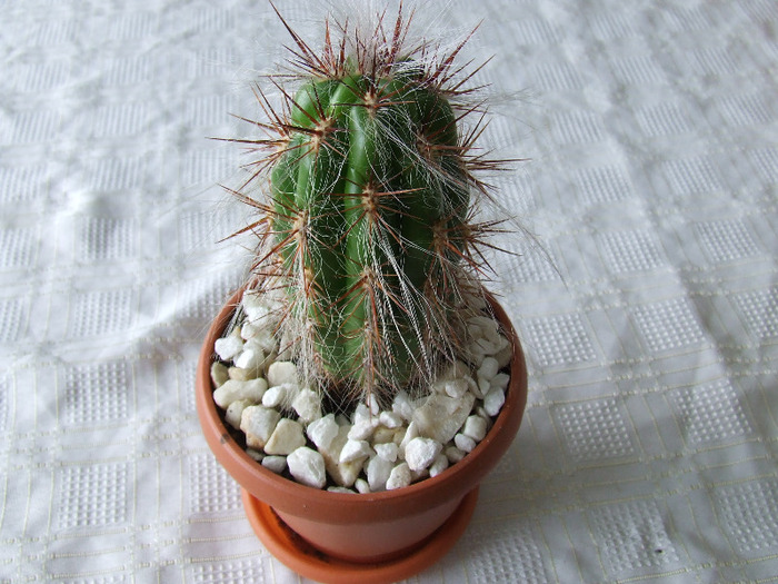 cactusi 2011 088 - cactusi 2011