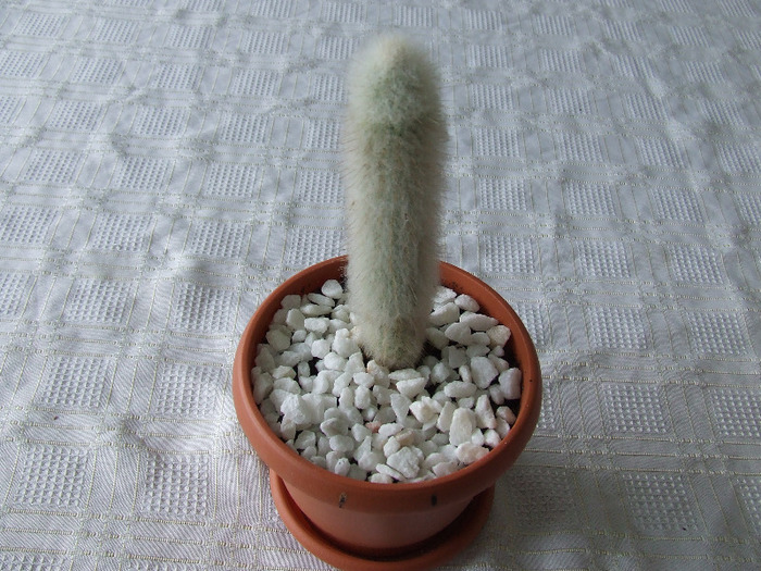 cactusi 2011 095 - cactusi 2011