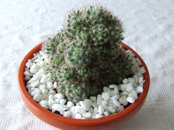 cactusi 2011 120