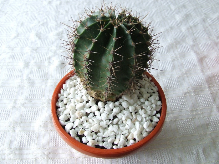 cactusi 2011 125